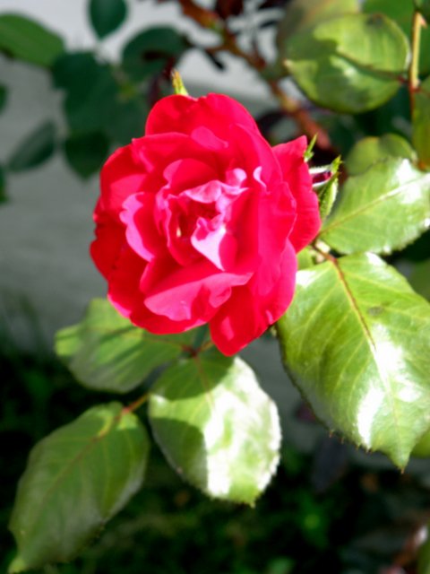 P7281279