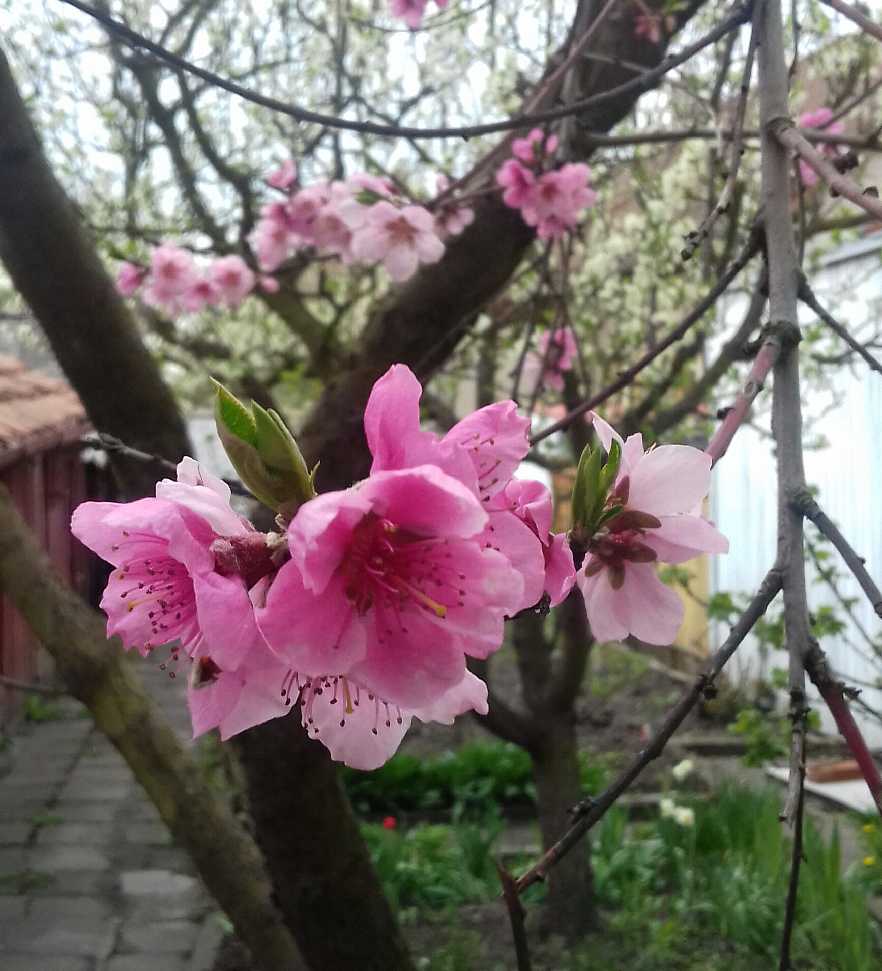 20170414_125018-1