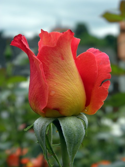 P1011587