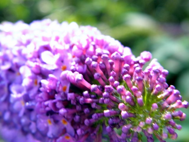 P7230425